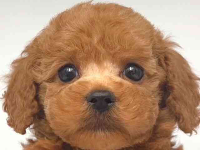 大阪府のトイプードル(トイ) (ひごペットフレンドリー岸和田店/2025年10月12日生まれ/男の子/アプリコット)の子犬の1枚目の画像