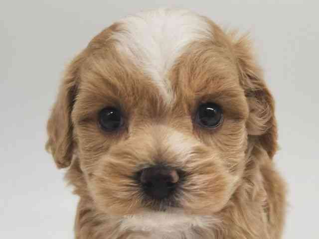 大阪府のハーフ犬・ミックス犬 (ひごペットフレンドリー泉ヶ丘店/2025年10月8日生まれ/女の子/クリーム)の子犬の1枚目の画像