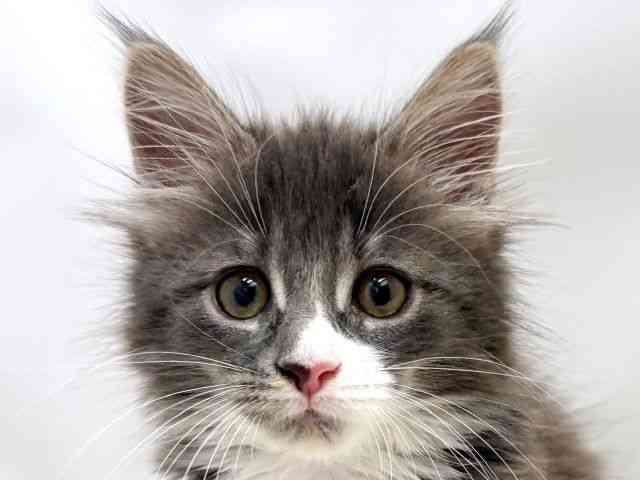 広島県のメインクーン (ひごペットフレンドリーゆめタウン廿日市店/2025年10月11日生まれ/女の子/ブルータビーホワイト)の子猫の1枚目の画像