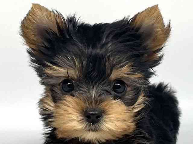 徳島県のヨークシャーテリア (ひごペットフレンドリーゆめタウン徳島店/2025年10月9日生まれ/男の子/スチールブルータン)の子犬の1枚目の画像