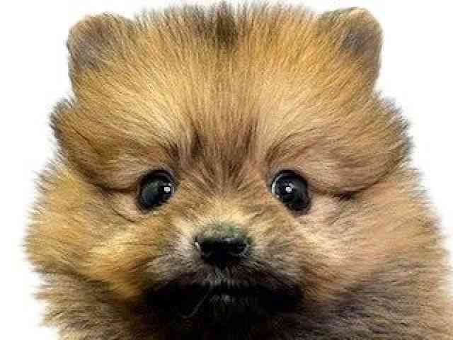 愛媛県のポメラニアン (ひごペットフレンドリーエミフルMASAKI店/2025年10月10日生まれ/女の子/オレンジ)の子犬の1枚目の画像