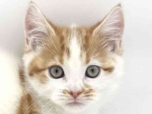 兵庫県のマンチカン (ひごペットフレンドリークラウンパーク伊丹店/2025年10月6日生まれ/女の子/レッドタビーホワイト)の子猫