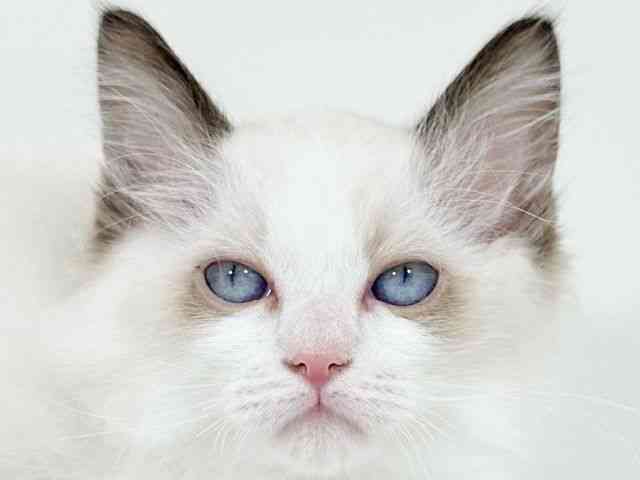 京都府のラグドール (ひごペットフレンドリーイズミヤショッピングセンター八幡店/2025年10月10日生まれ/男の子/シールポイントバイカラー)の子猫