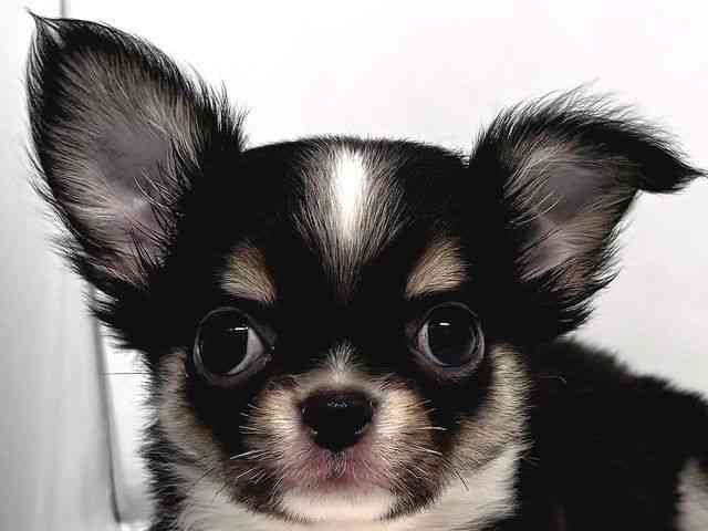 奈良県のチワワ(ロング) (ひごペットフレンドリー奈良パワーシティ店/2025年10月10日生まれ/男の子/ブラックタンホワイト)の子犬の1枚目の画像