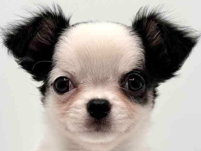 大阪府のチワワ(ロング) (ひごペットフレンドリーみのおキューズモール店/2025年10月10日生まれ/男の子/ホワイトブラック)の子犬の1枚目の画像