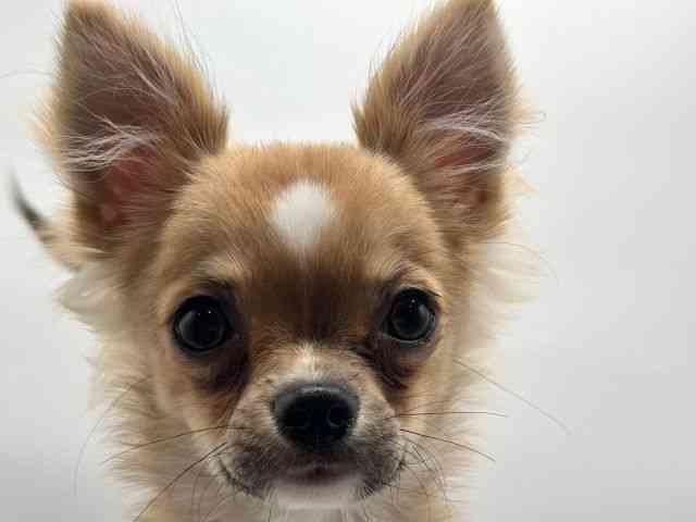 香川県のチワワ(ロング) (ひごペットフレンドリーゆめタウン高松店/2025年10月10日生まれ/男の子/セーブルホワイト)の子犬の1枚目の画像