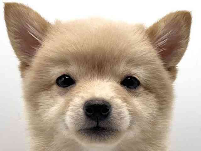 京都府のポメ柴/豆ポメ/ポメ豆柴(ポメラニアン×柴犬) (ひごペットフレンドリーイオンモール高の原店/2025年10月8日生まれ/女の子/クリーム)の子犬の1枚目の画像
