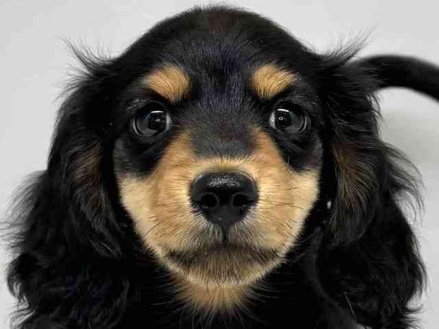 大阪府のカニンヘンダックスフンド(ロング) (ひごペットフレンドリーセブンパーク天美店/2025年10月10日生まれ/男の子/ブラックタン)の子犬の1枚目の画像