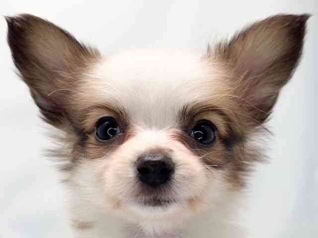 京都府のパピヨン (ひごペットフレンドリー洛北阪急スクエア店/2025年10月12日生まれ/女の子/ホワイトブラウン)の子犬の1枚目の画像