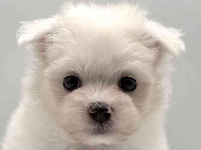 愛知県のマルチーズ (ひごペットフレンドリープライムツリー赤池店/2025年10月11日生まれ/男の子/ホワイト)の子犬の1枚目の画像