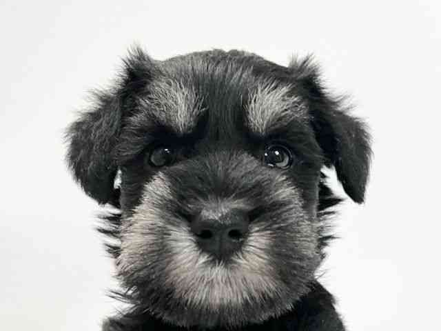 愛媛県のミニチュアシュナウザー (ひごペットフレンドリーイオンモール今治新都市店/2025年10月10日生まれ/男の子/ブラックシルバー)の子犬の1枚目の画像