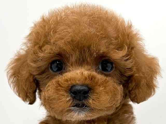 奈良県のトイプードル(トイ) (ひごペットフレンドリー田原本店/2025年10月10日生まれ/男の子/レッド)の子犬の1枚目の画像