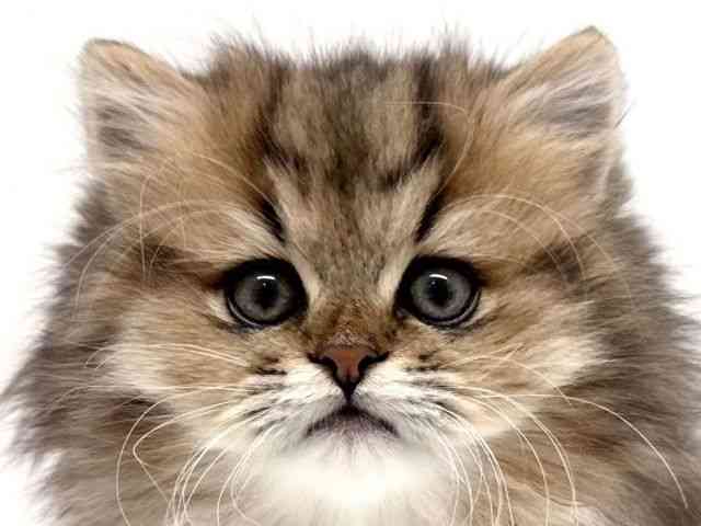 兵庫県のミヌエット (ひごペットフレンドリーブルメールHAT神戸店/2025年10月5日生まれ/女の子/ブラウンタビー)の子猫