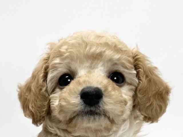 愛媛県のトイプードル(トイ) (ひごペットフレンドリーイオンモール今治新都市店/2025年10月7日生まれ/男の子/クリーム)の子犬の1枚目の画像