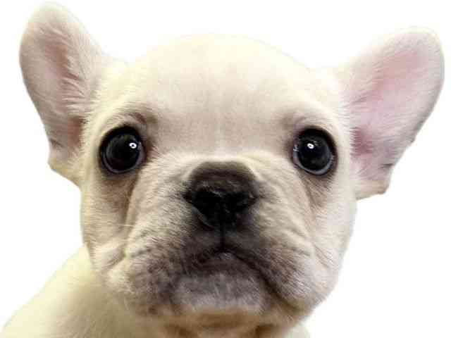 愛媛県のフレンチブルドッグ (ひごペットフレンドリーエミフルMASAKI店/2025年10月11日生まれ/女の子/クリーム)の子犬の1枚目の画像