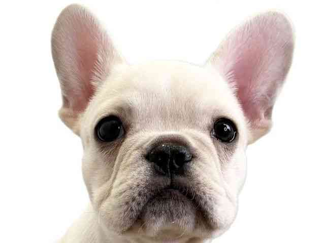 愛媛県のフレンチブルドッグ (ひごペットフレンドリーエミフルMASAKI店/2025年10月11日生まれ/女の子/クリーム)の子犬の1枚目の画像