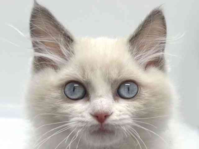 京都府のラグドール (ひごペットフレンドリー京都店/2025年9月23日生まれ/女の子/ブルーポイントバイカラー)の子猫の1枚目の画像