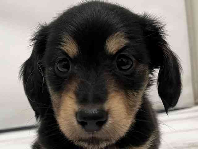 和歌山県のミニチュアダックスフンド(ロング) (ひごペットフレンドリーパームシティ和歌山店/2025年10月12日生まれ/男の子/ブラックタン)の子犬の1枚目の画像