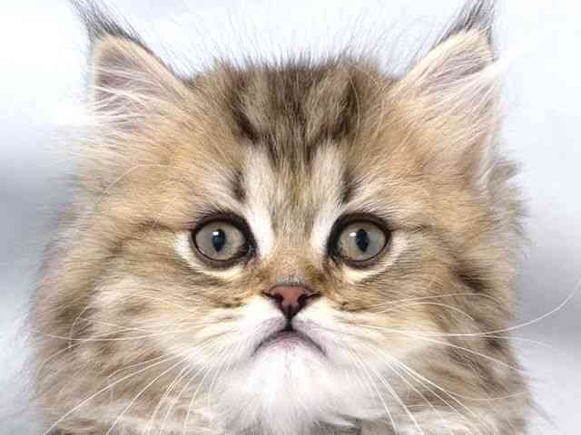 大阪府のスコティッシュフォールド (ひごペットフレンドリー堺プラットプラット店/2025年10月11日生まれ/男の子/ブラウンタビー)の子猫の1枚目の画像