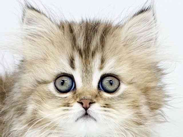 兵庫県のスコティッシュフォールド (ひごペットフレンドリーイトーヨーカドー明石店/2025年10月11日生まれ/女の子/ブラウンタビー)の子猫の1枚目の画像