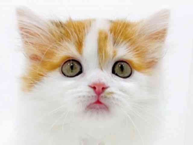 広島県のラガマフィン (ひごペットフレンドリーフジグラン神辺店/2025年10月12日生まれ/女の子/キャリコ)の子猫の1枚目の画像