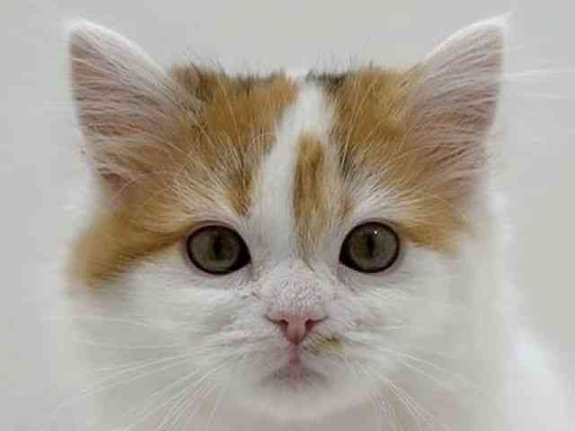 広島県のラガマフィン (ひごペットフレンドリーフジグラン神辺店/2025年10月12日生まれ/女の子/キャリコ)の子猫の1枚目の画像