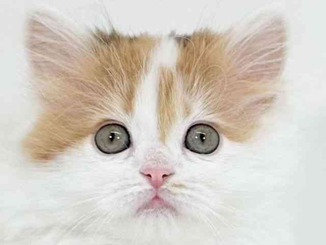 京都府のラガマフィン (ひごペットフレンドリーイズミヤショッピングセンター八幡店/2025年10月12日生まれ/女の子/キャリコ)の子猫