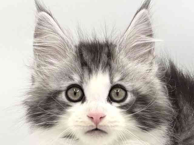 兵庫県のメインクーン (ひごペットフレンドリークラウンパーク伊丹店/2025年10月12日生まれ/男の子/シルバータビーホワイト)の子猫の1枚目の画像