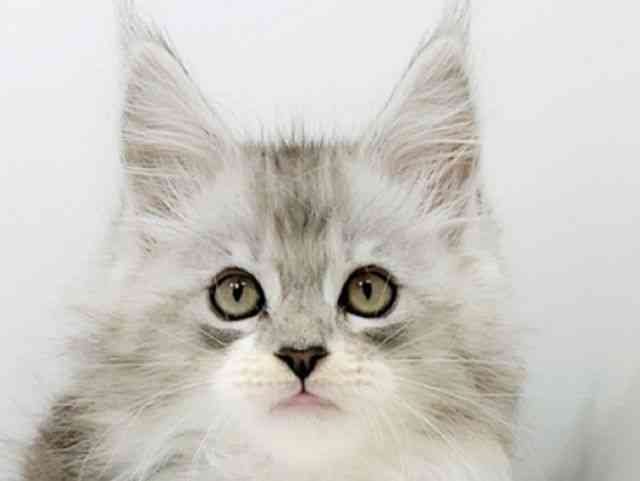 広島県のメインクーン (ひごペットフレンドリーフジグラン神辺店/2025年10月12日生まれ/男の子/シルバータビーホワイト)の子猫の1枚目の画像