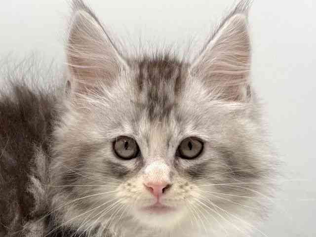 愛知県のメインクーン (ひごペットフレンドリープライムツリー赤池店/2025年10月12日生まれ/女の子/シルバータビーホワイト)の子猫の1枚目の画像