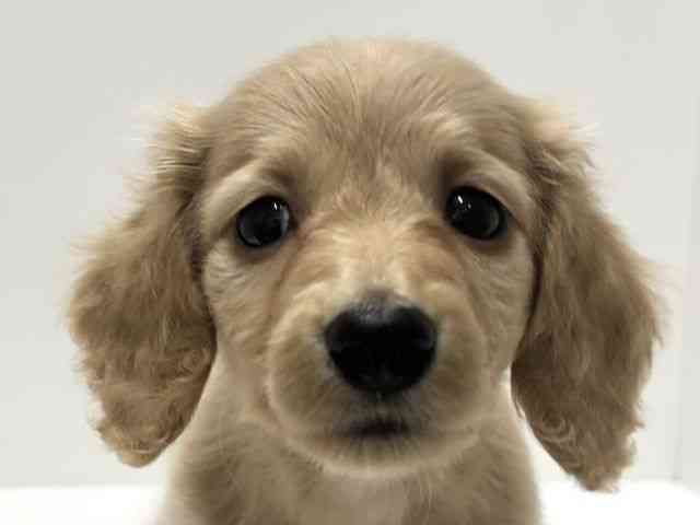 愛知県のミニチュアダックスフンド(ロング) (ひごペットフレンドリーららぽーと名古屋みなとアクルス店/2025年10月10日生まれ/女の子/ゴールド)の子犬