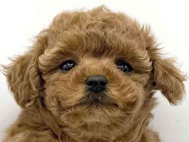 大阪府のトイプードル(トイ) (ひごペットフレンドリーららぽーとEXPOCITY店/2025年10月7日生まれ/女の子/レッド)の子犬の1枚目の画像