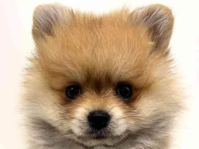 福岡県のポメラニアン (ひごペットフレンドリーリバーウォーク北九州店/2025年10月7日生まれ/男の子/オレンジ)の子犬