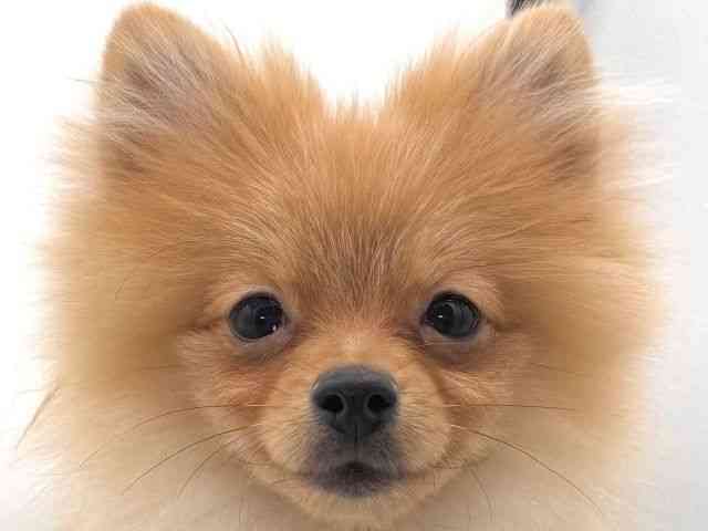 大阪府のポメラニアン (ひごペットフレンドリーイオンそよら海老江店/2025年10月7日生まれ/男の子/オレンジ)の子犬の1枚目の画像