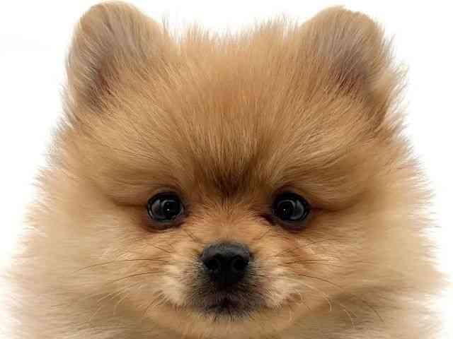 大阪府のポメラニアン (ひごペットフレンドリーイオンそよら海老江店/2025年10月7日生まれ/男の子/オレンジ)の子犬の1枚目の画像