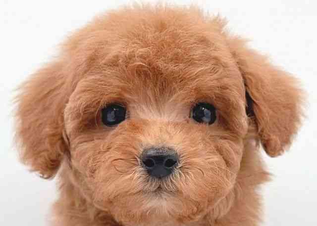 島根県のトイプードル(トイ) (ひごペットフレンドリーイオン松江ショッピングセンター店/2025年10月11日生まれ/女の子/レッド)の子犬の1枚目の画像