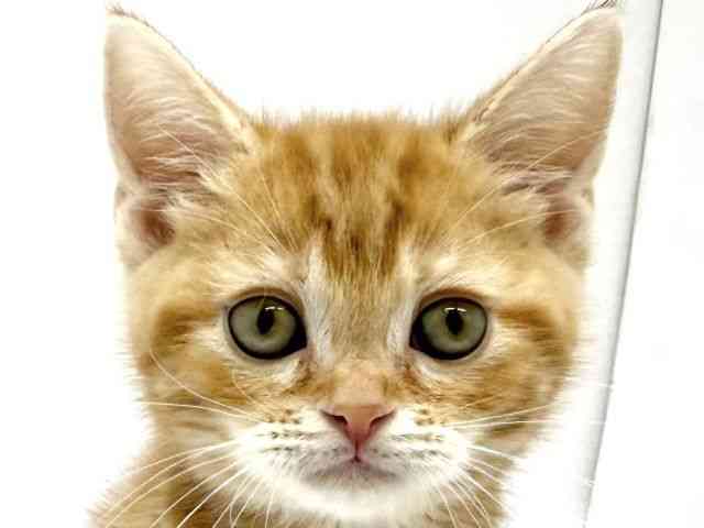 大阪府のアメリカンショートヘアー (ひごペットフレンドリーイオンタウン茨木太田店/2025年10月7日生まれ/男の子/レッドタビー)の子猫の1枚目の画像