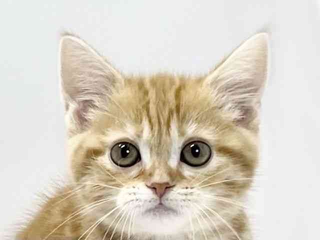 愛媛県のアメリカンショートヘアー (ひごペットフレンドリーイオンモール今治新都市店/2025年10月7日生まれ/女の子/レッドタビー)の子猫の1枚目の画像