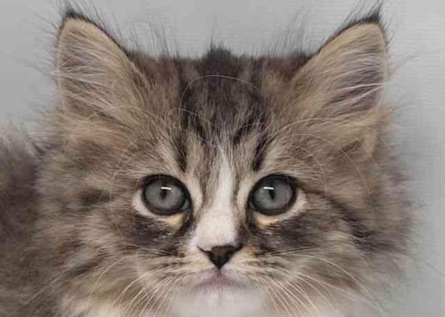 鳥取県のラガマフィン (ひごペットフレンドリーイオンモール鳥取北店/2025年10月12日生まれ/男の子/ブラウンタビーホワイト)の子猫の1枚目の画像