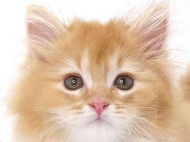 大阪府のサイベリアン (ひごペットフレンドリーいこらもーる泉佐野店/2025年10月6日生まれ/男の子/レッドタビー)の子猫の1枚目の画像