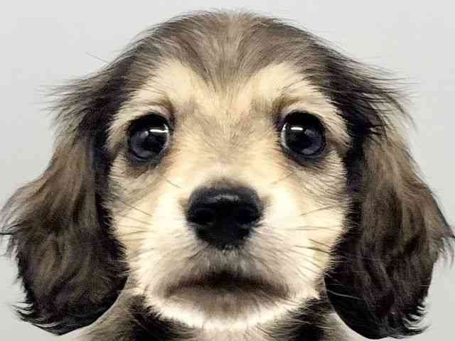 大阪府のミニチュアダックスフンド(ロング) (ひごペットフレンドリーイオンタウン豊中庄内店/2025年10月9日生まれ/男の子/シェーデットイエロー)の子犬の1枚目の画像