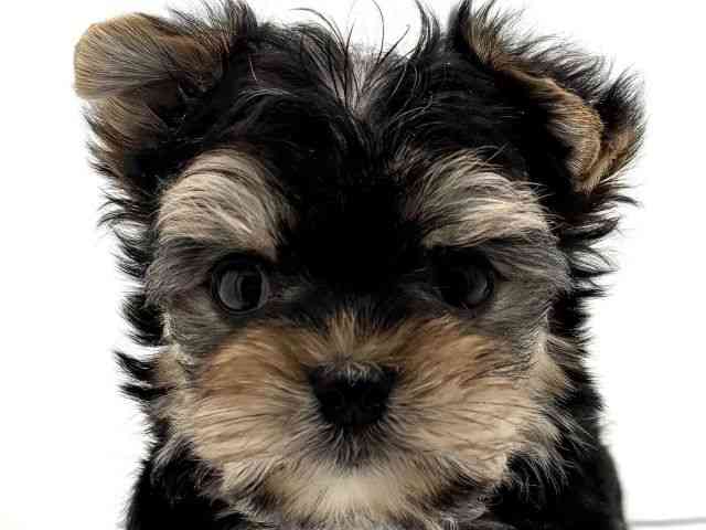 兵庫県のマルキー/マルヨーキー(マルチーズ×ヨークシャーテリア) (ひごペットフレンドリークラウンパーク伊丹店/2025年10月8日生まれ/女の子/ブラッククリーム)の子犬