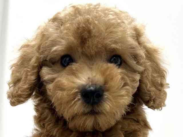 愛知県のトイプードル(トイ) (ひごペットフレンドリーららぽーと名古屋みなとアクルス店/2025年10月3日生まれ/男の子/アプリコット)の子犬