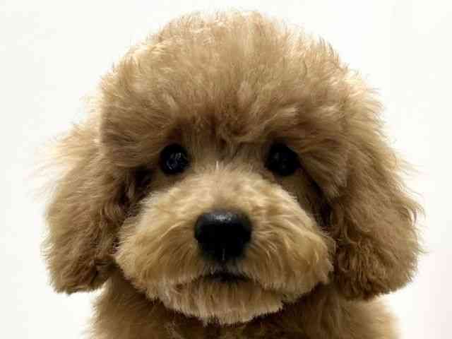 愛知県のトイプードル(トイ) (ひごペットフレンドリーららぽーと名古屋みなとアクルス店/2025年10月3日生まれ/男の子/アプリコット)の子犬の1枚目の画像