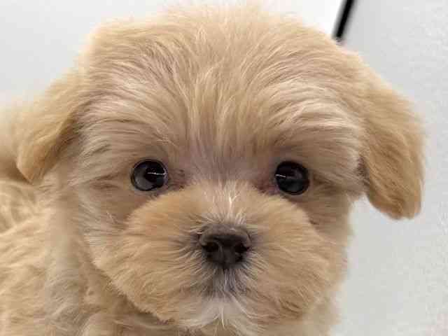 愛知県のマルプー(マルチーズ×プードル) (ひごペットフレンドリープライムツリー赤池店/2025年10月12日生まれ/女の子/クリーム)の子犬の1枚目の画像
