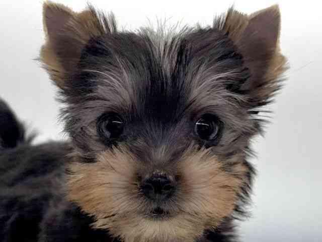 愛知県のヨークシャーテリア (ひごペットフレンドリープライムツリー赤池店/2025年10月13日生まれ/女の子/スチールブルータン)の子犬の1枚目の画像