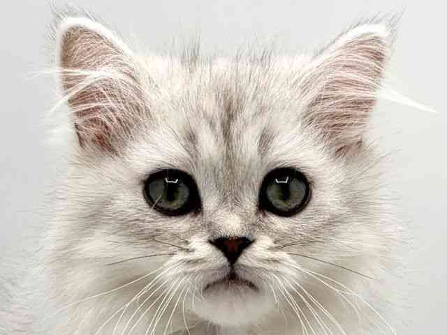 奈良県のペルシャ (ひごペットフレンドリー田原本店/2025年10月12日生まれ/男の子/チンチラシルバー)の子猫の1枚目の画像