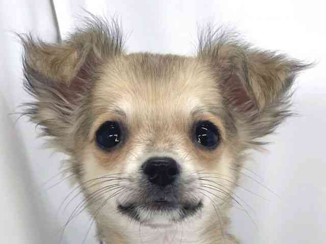 兵庫県のチワワ(ロング) (ひごペットフレンドリーイオンタウン加古川店/2025年10月7日生まれ/男の子/フォーン)の子犬の1枚目の画像