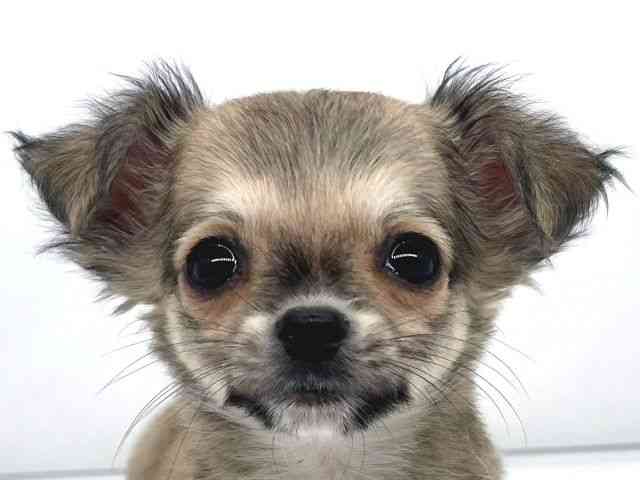 兵庫県のチワワ(ロング) (ひごペットフレンドリーイオンタウン加古川店/2025年10月7日生まれ/男の子/フォーン)の子犬の1枚目の画像