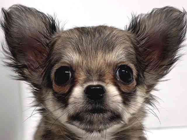 奈良県のチワワ(ロング) (ひごペットフレンドリー奈良パワーシティ店/2025年10月7日生まれ/女の子/フォーン)の子犬